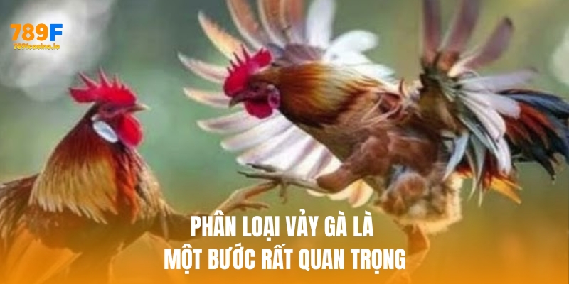 Phân loại vảy gà là một bước rất quan trọng